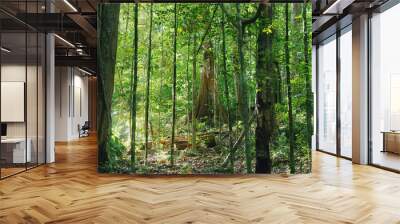 view of beautiful and mystical untouched jungle of French Guiana. mossy tree branches and plants on green rainforest background. Wall mural