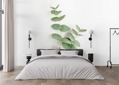 Green leaves eucalyptus isolated on white background. Flat lay, top view. Wall mural