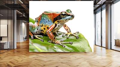 A colourful frog sits on a green leaf on a transparent background Wall mural