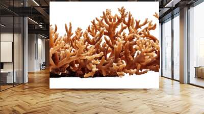 Coral isolated on a transparent background Wall mural