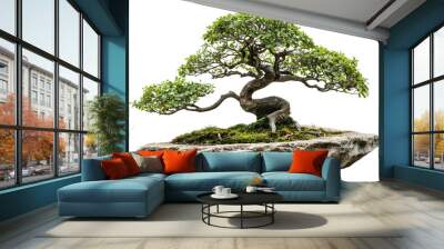 Green bonsai tree isolated on transparent background Wall mural