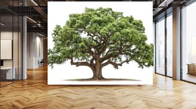 Green oak tree isolated on transparent background Wall mural