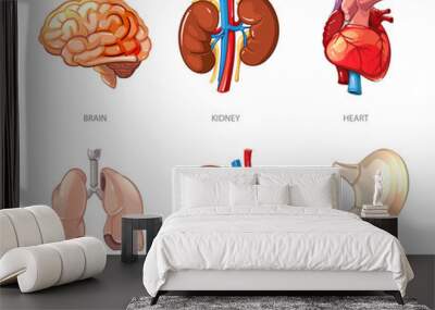 human internal organs anatomy in cartoon vector style. brain and kidney, liver and lung, stomach and Wall mural