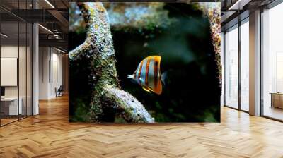 Colorful tropical fishes and coralls underwater in the aquarium Wall mural