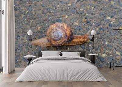 The snail moves slowly on the asphalt Wall mural