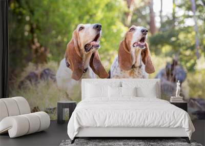 two basset hound in the forest Wall mural