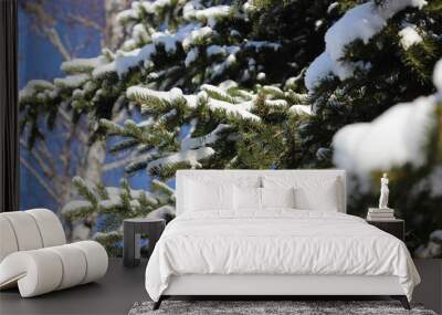 Spruce branches in winter. Wall mural