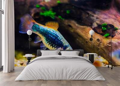 neon platy Poecilia with red fins. Blue Platy Fish. Xiphophorus maculatus Wall mural