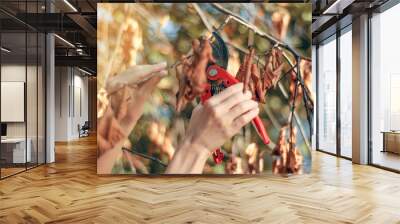 Woman cutting dry tree branches in the garden sun autumn nature work Wall mural