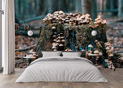 mushrooms on a tree stump 2 Wall mural