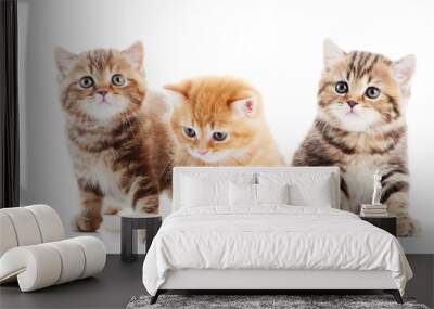 little british shorthair kittens cat Wall mural