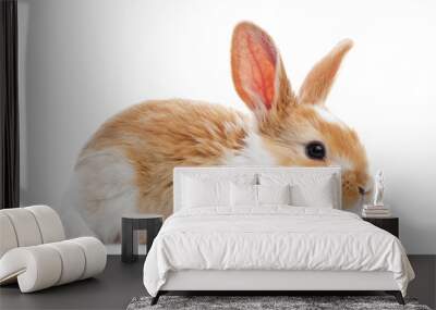 one young baby rabbit isolated Wall mural