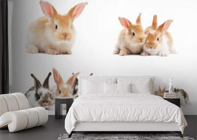 set of baby bunny rabbits Wall mural