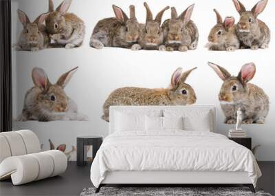 set of brown baby rabbits Wall mural