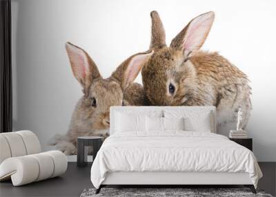 two baby rabbits isolated on white Wall mural