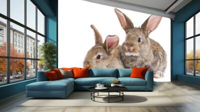 two baby rabbits isolated on white Wall mural