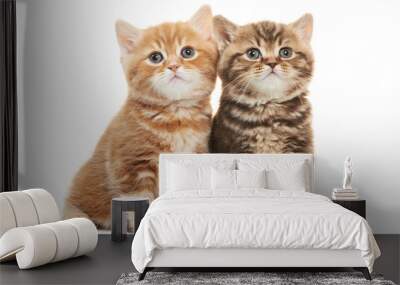 Two British Shorthair kitten cat isolated Wall mural