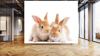 two young baby rabbit isolated Wall mural