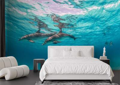 Beautiful shot of cute dolphins hanging out underwater in Bimini, Bahamas Wall mural