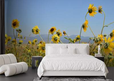 Field of sunflowers and distant mountains against a blue sky Wall mural