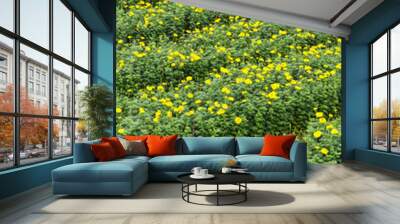 thailand s agriculture marigolds bloom more beautifully fertile Wall mural