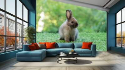 Adorable fluffy baby bunny rabbit sitting on green grass over natural background. Furry cute wild-animal single spring time at outdoor. Lovely fur baby rabbit bunny on meadow.Easter animal pet concept Wall mural