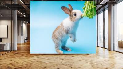 Adorable little young brown and white rabbits getting up to eating green fresh lettuce leaves on isolated blue background. Animal eat vegetable and Easter concept. Wall mural