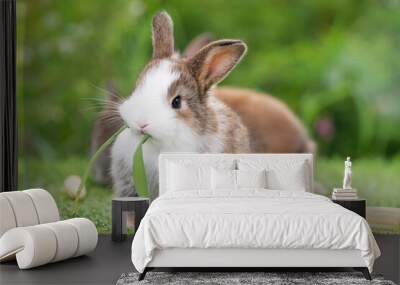 Adorable tiny furry rabbit bunny brown white hungry eating fresh grass with organic baby corn while sitting on green grass meadow over nature background. Easter animal bunny concept. Wall mural