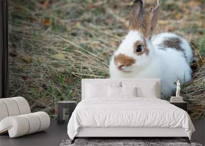 Chubby rabbit bunny sitting dry meadow sunlight at countryside nature background. Fluffy young cute rabbit white brown bunny sitting on dry field looking something in garden outdoor. Easter mammal pet Wall mural