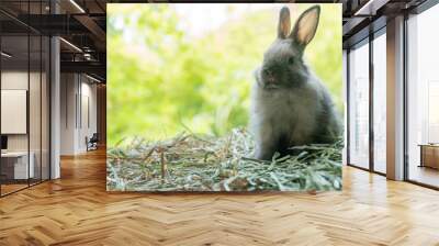 Little baby rabbit bunny playful on dry straw over bokeh spring green background. Healthy cuddle fluffy hair brown rabbit bunny sitting on natural with sunlight summer time. Easter pet animal concept Wall mural