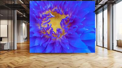 Macro close up blue lotus with yellow pollen symbol zen on nature background. Tropical blooming fresh purple water lily with yellow pollen. Wall mural