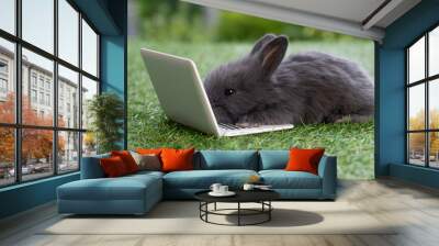 Newborn tiny baby rabbit black bunny with small laptop sitting on the green grass. Lovely infant rabbit looking at notebook screen on lawn natural background. Easter fluffy animal pet concept. Wall mural