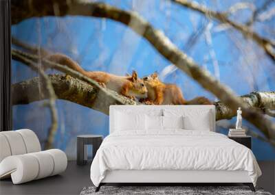 squirrel babies talking Wall mural