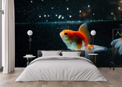 Goldfish eating food nature beautiful fish against the dark background Wall mural