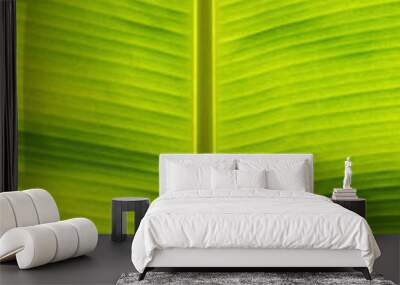 banana leaf texture Wall mural