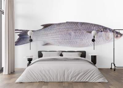 Grey Mullet or flathead mullet fish (Mugil cephalus) isolated on Wall mural