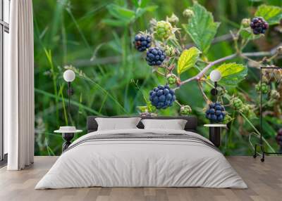 European Dewberry (Rubus caesius) close-up of fruit. Berries ripen on a branch of common blackberry (Rubus caesius) in the wild. Wall mural