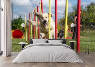 Dog agility slalom, sports competitions of dogs in the summer in Wall mural