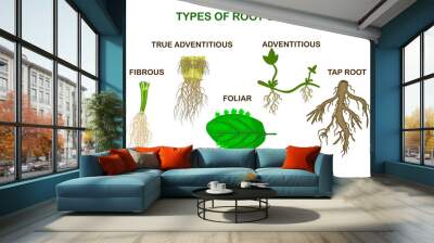 Types of root systems of plants,monocot and dicot on white background. Taproot, adventitious, true adventitious, foliar and fibrous root example comparison.Biology education poster.Vector illustration Wall mural