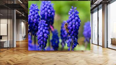 The Bee on the violet Flower in the green Garden Wall mural