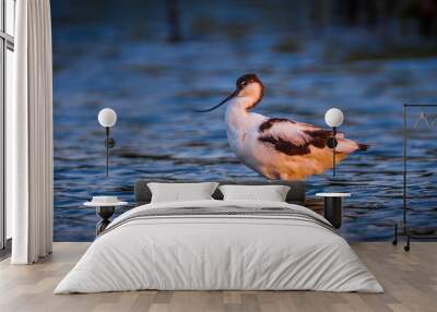 Close up of  Pied avocet (Recurvirostra avosetta shrink her neck with evening light in nature of Thailand Wall mural