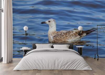 Close up of young Mongolian Gull(Larus mongolicus) floating  Wall mural