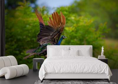 Flying Indian peafowl (Pavo cristatus) in real nature with wings up Wall mural