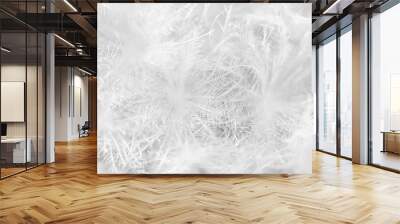 White nature background. Subtle fluffy feathery texture of Mammillaria plumosa cactus spines, soft focus. Similar to dandelion seed head or downy feathers of birds or snow flakes. Wall mural