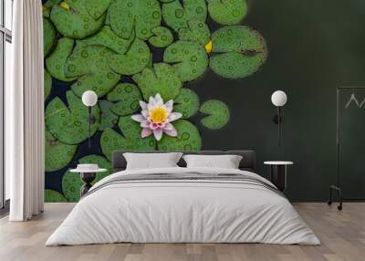 Lotus flower plants​ composition​ flower​. Top view, flat lay, natural background​ Wall mural