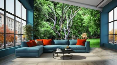 Bench in the park with beautiful deadwood tree in foreground. Wall mural