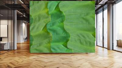 Skinali. Green tropical leaves. Eco concept. Jungle background. Big leaves of tropical plants. Wall mural