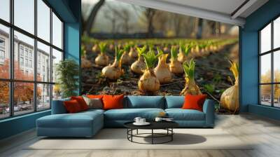 Sprouting tulip bulbs in early spring garden Wall mural