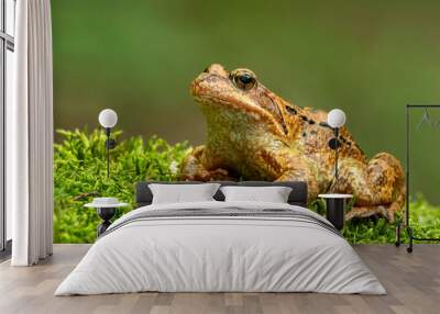 Common frog (Rana temporaria), also known as the European common frog on a moss in the mountains. Photographed up close Wall mural