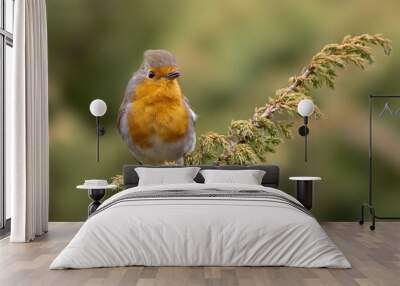 European robin (Erithacus rubecula) perched on a branch Wall mural